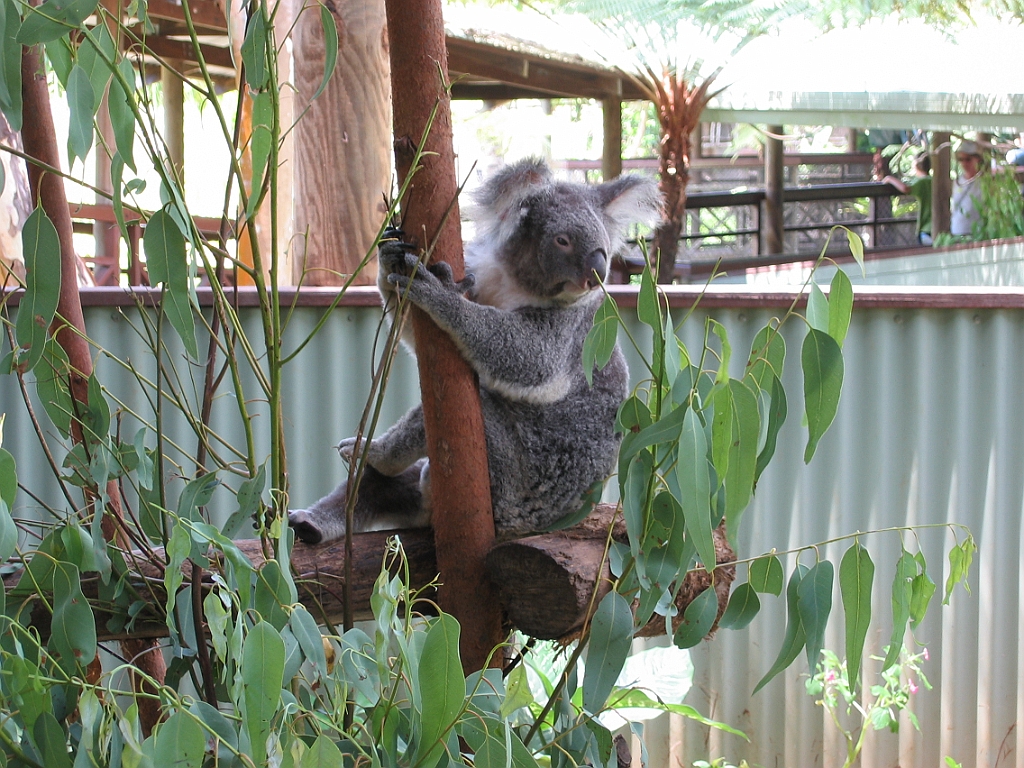 048 Rainforestation.jpg